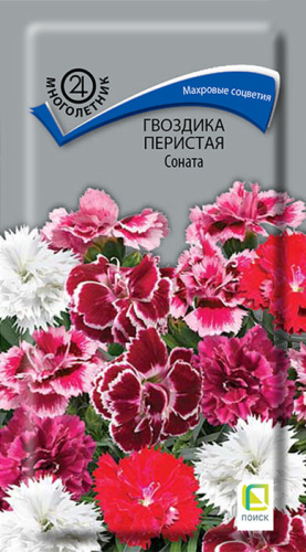 Гвоздика перистая Соната