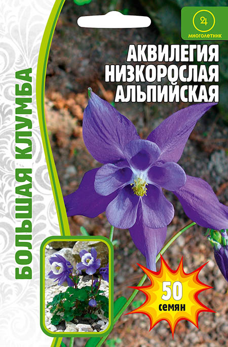 Аквилегия Альпийская низкорослая