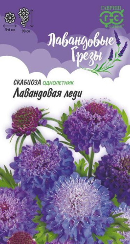 Скабиоза Лавандовая леди пурпурная  