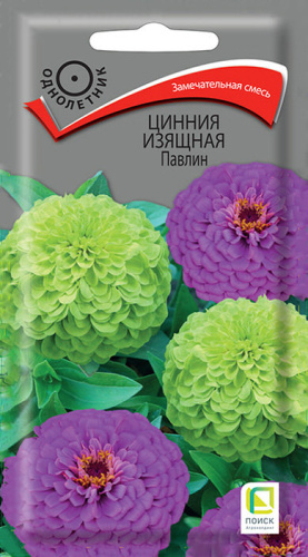 Цинния Павлин изящная