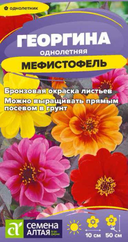 Георгина Мефистофель 