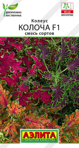 Колеус Колоча F1 Смесь сортов