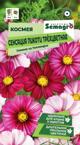 Космея Сенсация Пикоти трёхцветная 