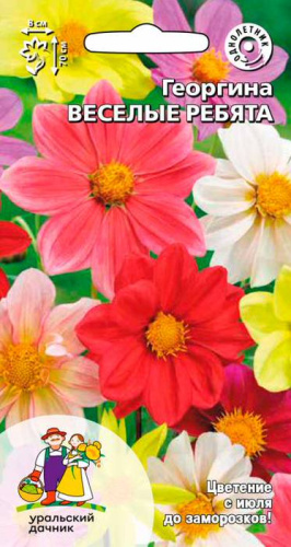 Георгина Веселые Ребята