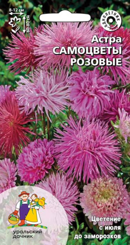 Астра Самоцветы розовые