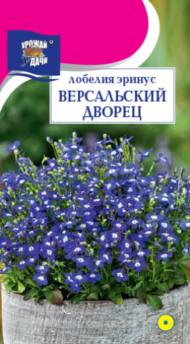 Лобелия Версальский дворец низк.