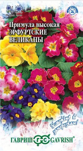 Примула высокая Эрфуртские Великаны  