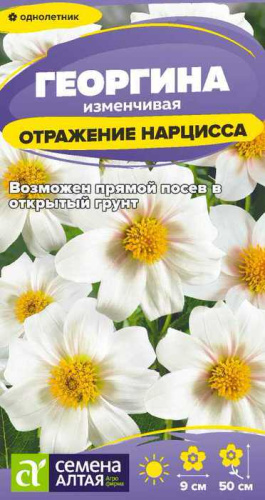 Георгина Отражение Нарцисса 