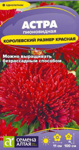 Астра Королевский размер Красная