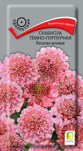Скабиоза Лососево-розовая темно-пурпурная