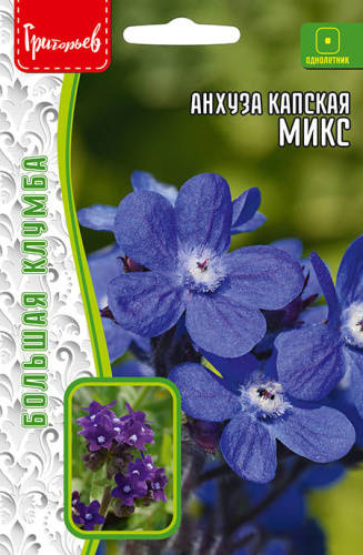 Анхуза капская Микс