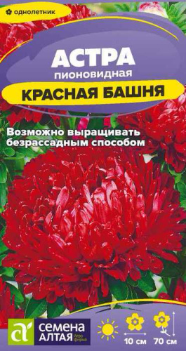 Астра Красная Башня пионовидная