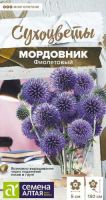 Мордовник Фиолетовый обыкновенный Сухоцветы купить