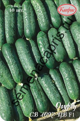 Огурец СВ 4097 ЦВ F1 (Нидерланды) супер проф./1шт