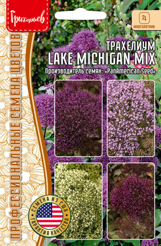 Трахелиум Lake Michigan Mix