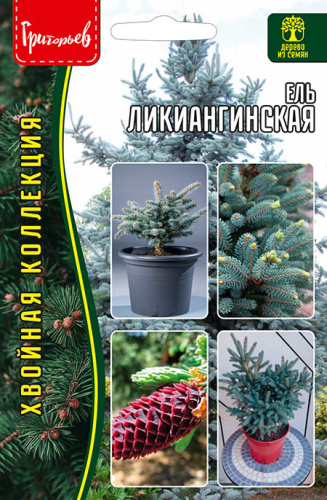 Ель Ликиангинская  