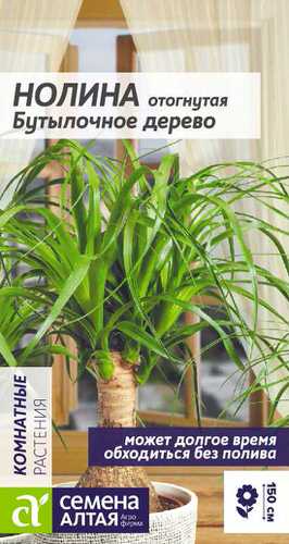 Нолина Бутылочное Дерево СА