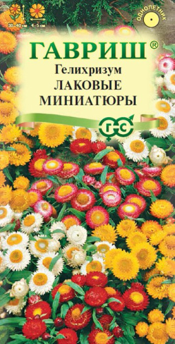 Гелихризум  Лаковые миниатюры карликовый