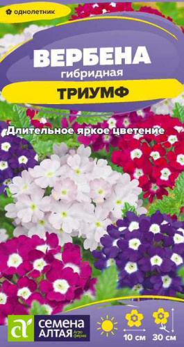 Вербена Триумф гибридная 