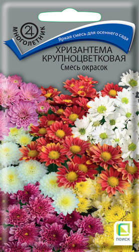 Хризантема крупноцветковая Смесь окрасок
