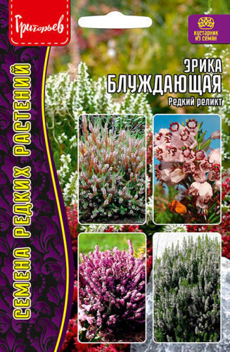 Эрика Блуждающая (редкий реликт) 