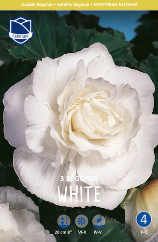 Бегония махровая XXL Double WHITE /3шт