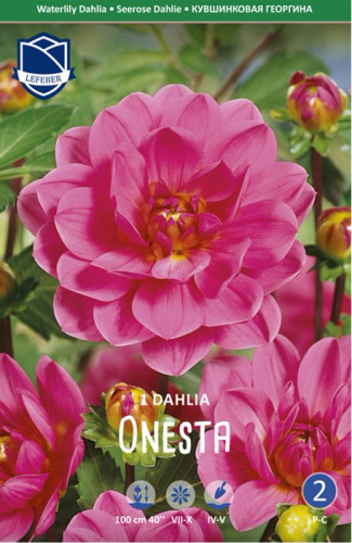 Георгина японская Onesta /1шт