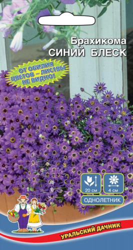 Брахикома Синий Блеск