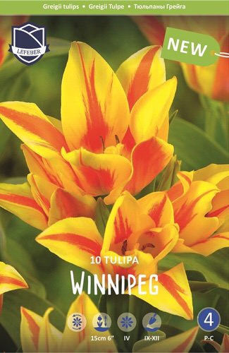 Тюльпан Грейга "Winnipeg" (1х10шт)