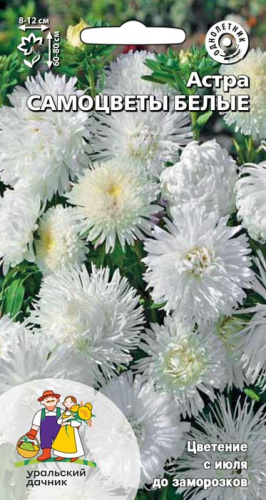 Астра Самоцветы белые