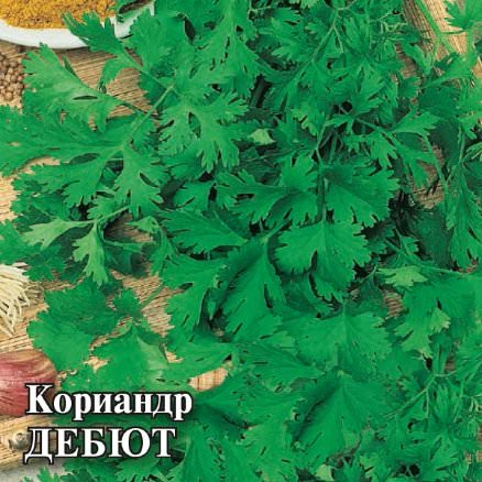 Кориандр Дебют 25г