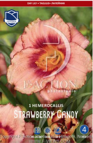 Лилейник Strawberry Candy /1шт