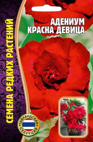 Адениум Красна Девица