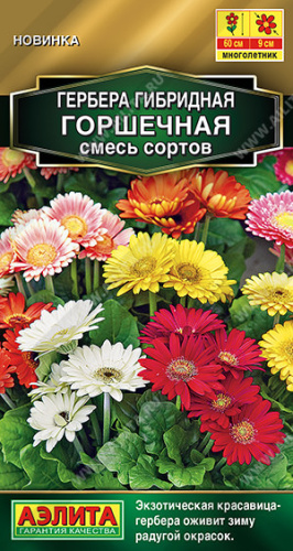 Гербера Горшечная, смесь сортов