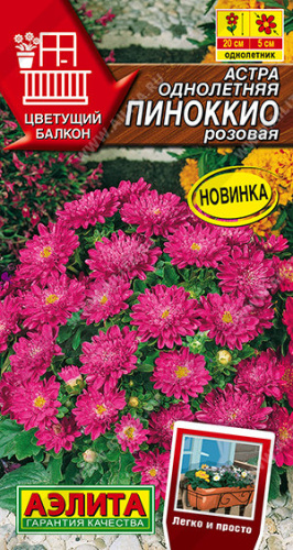 Астра Пиноккио розовая Цветущий балкон