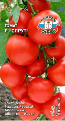 Томат Спрут F1 томатное дерево