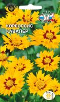 Кореопсис  Кавалер  купить