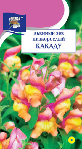 Львиный зев Какаду