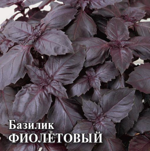 Базилик Фиолетовый 10г Проф