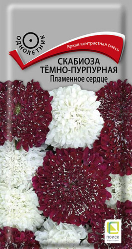 Скабиоза Пламенное сердце темно-пурпурная