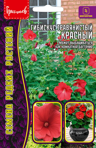 Гибискус Травянистый (болотный) Красный