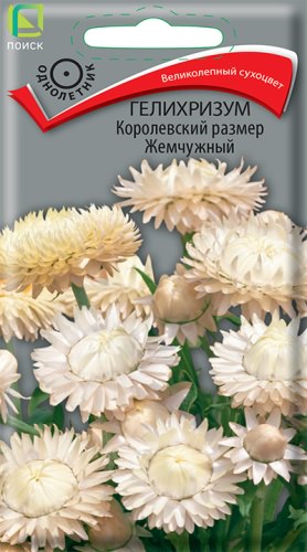 Гелихризум Королевский размер жемчужный