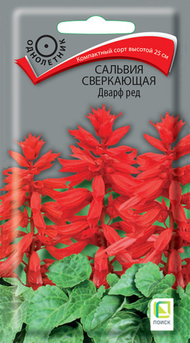 Сальвия сверкающая Дварф ред