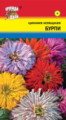 Цинния Бурпи 