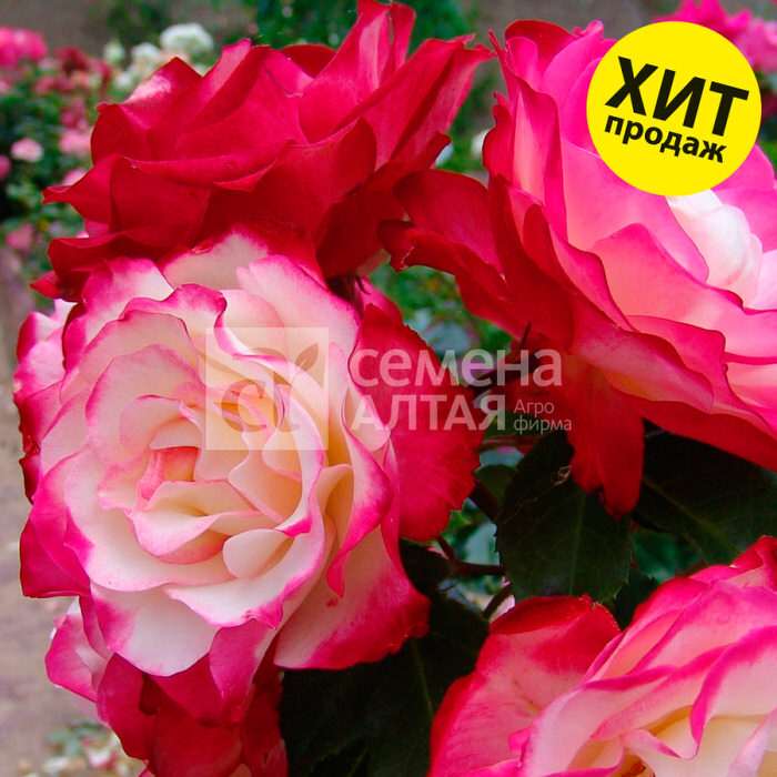 Роза Принц Монако