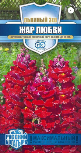 Львиный зев Красный Лев