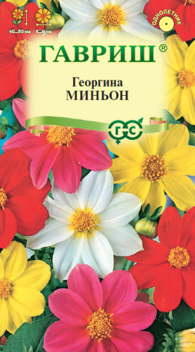 Георгина Миньон, смесь 