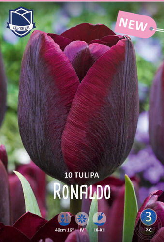 Тюльпан триумф "Ronaldo" (1х10шт)