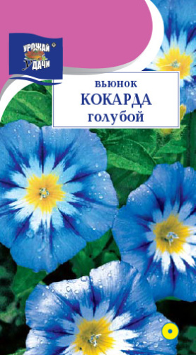 Вьюнок кокарда Голубой