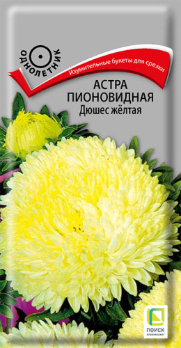 Астра Дюшес желтая пионовидная